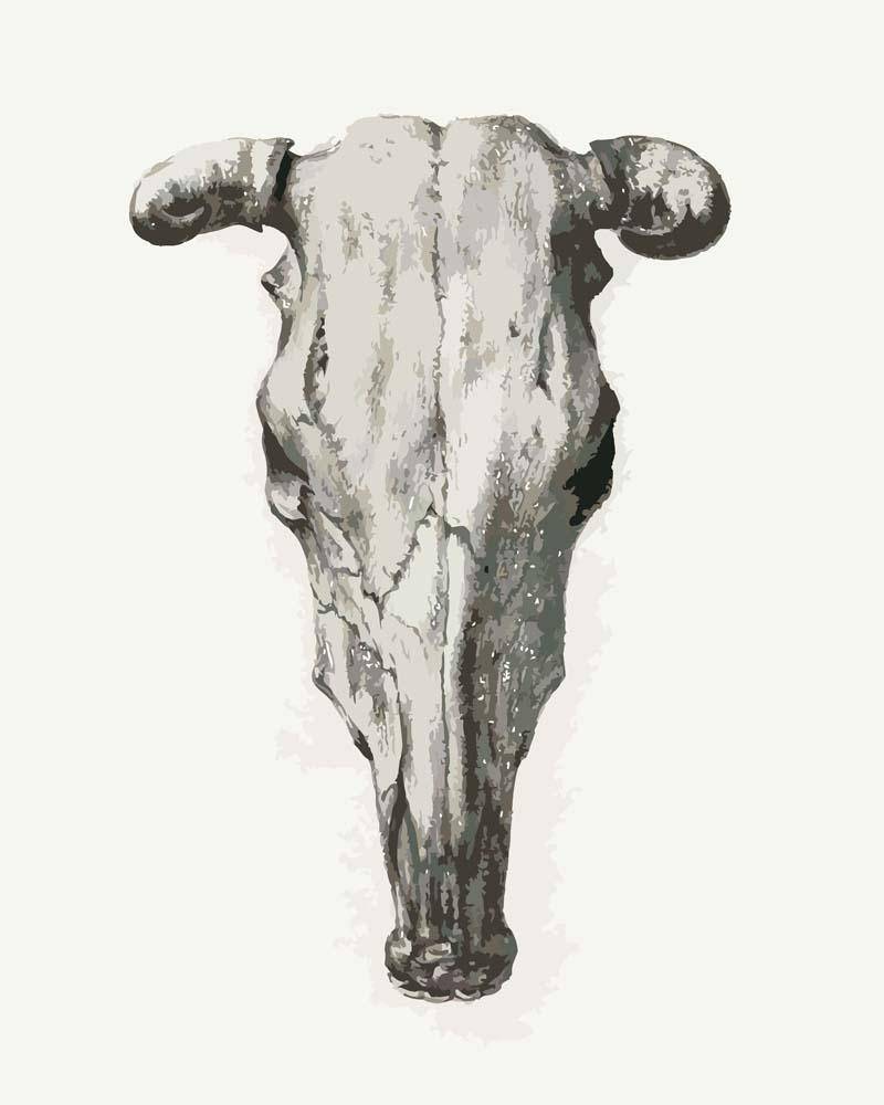 Malen nach Zahlen - Schädel einer Kuh von Jean Bernard, ohne Rahmen von CC0