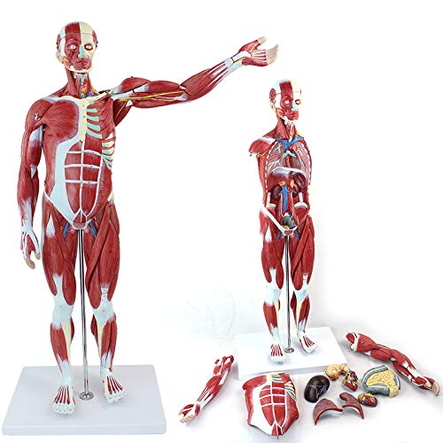 Menschliches Muskelmodell mit oberflächlicher Muskelanatomie und Körperstruktur, 27-teilige halblebensgroße Muskelfigur für Studium und Lehre. Menschliches Muskelmodell mit oberflächlicher Muskelanatomie und Körperstruktur, 27-teilige halblebensgroße Muskelfigur für Studium und Lehre. von CFDYMTJ