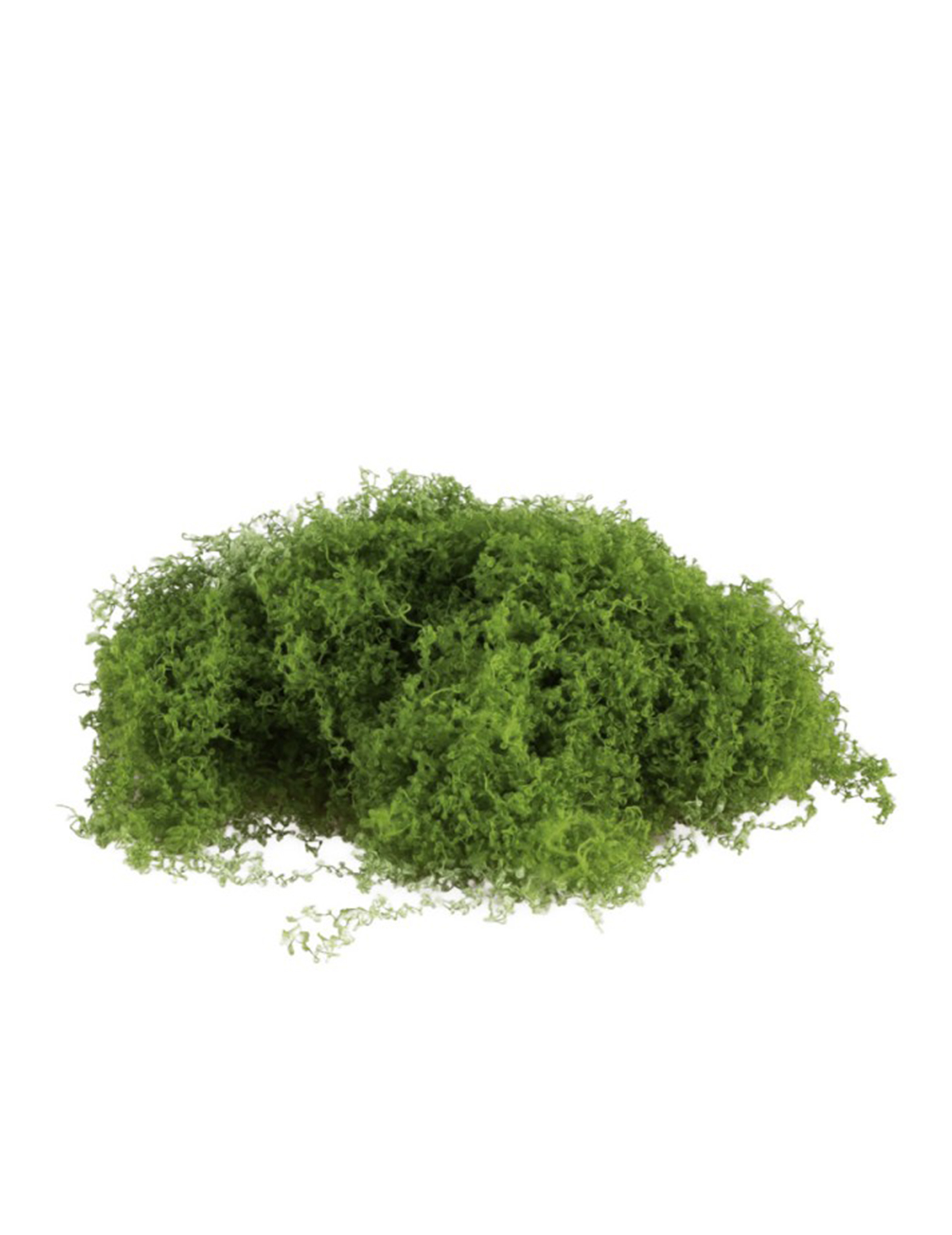 Dehnbares Moos, grün, 100 g Dehnbares Moos, grün, 100 g von CHAKS