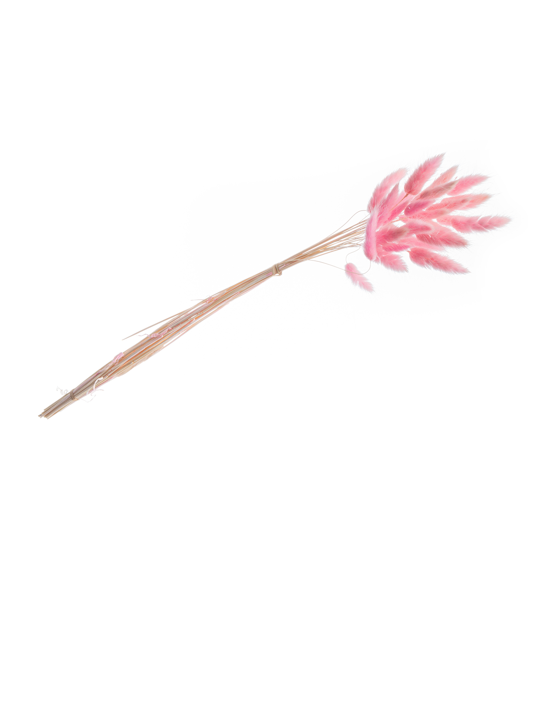 Lagurus-Bouquet Pastellrosa 50-60 cm 25 Stiele Lagurus-Bouquet Pastellrosa 50-60 cm 25 Stiele von CHAKS