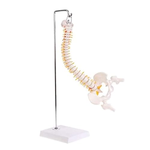 45 cm weißes flexibles menschliches Wirbelsäulenmodell, 1:1, lebensgroßes Skelettmodell, Anatomieunterricht für Wissenschaftsunterricht 45 cm weißes flexibles menschliches Wirbelsäulenmodell, 1:1, lebensgroßes Skelettmodell, Anatomieunterricht für Wissenschaftsunterricht von CHENHOJU