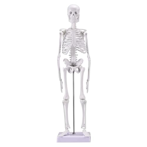 45.0 cm Menschliches Skelettmodell Medizinisches Anatomiemodell mit abnehmbaren Armen und Beinen für Zahnarztpraxis, Wissenschaftslabor und Klassenzimmer 45.0 cm Menschliches Skelettmodell Medizinisches Anatomiemodell mit abnehmbaren Armen und Beinen für Zahnarztpraxis, Wissenschaftslabor und Klassenzimmer von CHENHOJU