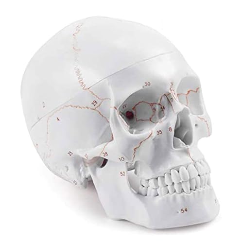 Anatomie-Modell, vollständiger Satz von Zähnen, Erwachsenen-Schädelmodell mit digitalen Markierungen, abnehmbares 3-teiliges menschliches Skelett zum Lernen der Wissenschaft Anatomie-Modell, vollständiger Satz von Zähnen, Erwachsenen-Schädelmodell mit digitalen Markierungen, abnehmbares 3-teiliges menschliches Skelett zum Lernen der Wissenschaft von CHENHOJU