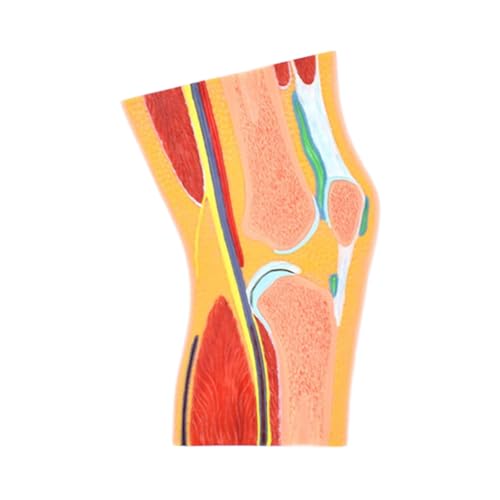 Anatomie des menschlichen Körpers, Querschnittsmodell des menschlichen Kniegelenks, Gelenkmuskel-Anatomie-Modell für pädagogisches Zubehör Anatomie des menschlichen Körpers, Querschnittsmodell des menschlichen Kniegelenks, Gelenkmuskel-Anatomie-Modell für pädagogisches Zubehör von CHENHOJU