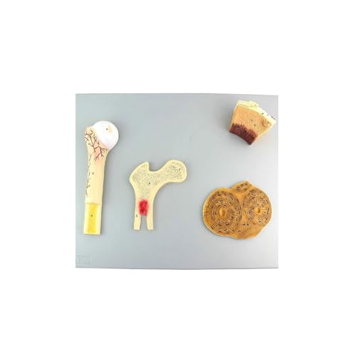 Anatomiemodell Knochen, Gefäß, Krebsknochen, dichter Knochen und Femursystem Strukturmodell Skelett für pädagogische Zughilfe Anatomiemodell Knochen, Gefäß, Krebsknochen, dichter Knochen und Femursystem Strukturmodell Skelett für pädagogische Zughilfe von CHENHOJU
