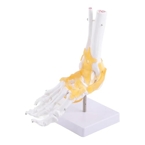 Anatomisches Fußmodell, menschliches Skelett, Bänder, Fußgelenk, anatomisches Modell für Medizin, Studium, Wissenschaft, Klassenzimmer Anatomisches Fußmodell, menschliches Skelett, Bänder, Fußgelenk, anatomisches Modell für Medizin, Studium, Wissenschaft, Klassenzimmer von CHENHOJU
