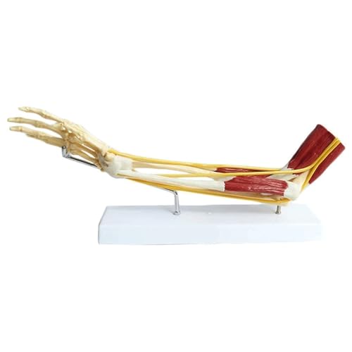 Anatomisches Knochenmodell der oberen Gliedmaßen, Muskelnerv-Bandmodell, Muskeleinführung und Ursprungspunkte für die menschliche Anatomiestudie Anatomisches Knochenmodell der oberen Gliedmaßen, Muskelnerv-Bandmodell, Muskeleinführung und Ursprungspunkte für die menschliche Anatomiestudie von CHENHOJU