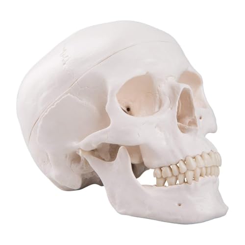 Anatomisches Modell des menschlichen Schädels, lebensgroße Nachbildung eines Erwachsenen mit abnehmbarer Schädelkappe und beweglichem Unterkiefer for Anatomiestudien Anatomisches Modell des menschlichen Schädels, lebensgroße Nachbildung eines Erwachsenen mit abnehmbarer Schädelkappe und beweglichem Unterkiefer for Anatomiestudien von CHENHOJU