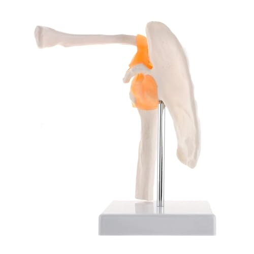 Anatomisches Skelett, Lebensgröße, menschliche Anatomie mit Bändern, Gelenkknochen, Schultermodell für Medizin, Studium, Wissenschaft, Klassenzimmer Anatomisches Skelett, Lebensgröße, menschliche Anatomie mit Bändern, Gelenkknochen, Schultermodell für Medizin, Studium, Wissenschaft, Klassenzimmer von CHENHOJU