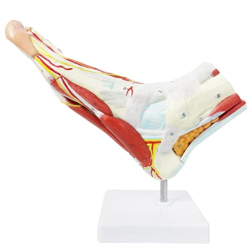 Anatomisches Skelettmodell mit Knochen, Muskeln, Bändern, Nerven, einfache Montage für medizinisches Klassenzimmer, Unterricht, Studium von CHENHOJU
