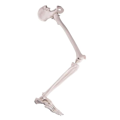 Biologie-Lehrmodell, anatomisches Modell, abnehmbares Hüftgelenk und voll beweglicher Fuß für Ärzte, Büro, pädagogisches Werkzeug Biologie-Lehrmodell, anatomisches Modell, abnehmbares Hüftgelenk und voll beweglicher Fuß für Ärzte, Büro, pädagogisches Werkzeug von CHENHOJU