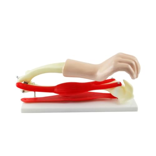 Ellenbogengelenkmodell Biologie Lehrmittel Arm Skelettmuskelmodell Ellenbogengelenkmodell Biologie Lehrmittel Arm Skelettmuskelmodell von CHENHOJU