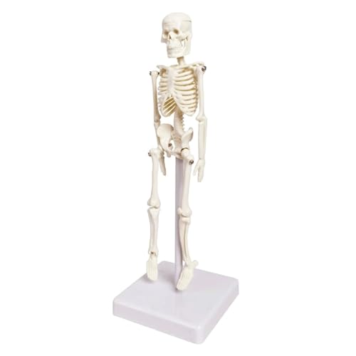 Erwachsene Kleines Skelett Lehrmodell Skelett Menschenmodell mit abnehmbaren Armen und Beinen für die menschliche Anatomie Studium Erwachsene Kleines Skelett Lehrmodell Skelett Menschenmodell mit abnehmbaren Armen und Beinen für die menschliche Anatomie Studium von CHENHOJU