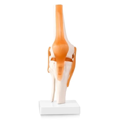 Gelenk-flexibles Skelettmodell mit Knieband, menschliches Kniegelenkmodell, perfekt für medizinisches Lernen und Unterrichten Gelenk-flexibles Skelettmodell mit Knieband, menschliches Kniegelenkmodell, perfekt für medizinisches Lernen und Unterrichten von CHENHOJU