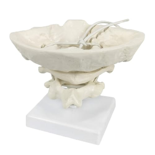 Zervikales Modell, Hinterhauptsgürtel, Atlas und Achse, Hilfsmodell der menschlichen Halswirbelsäule for die medizinische Lehre und Ausbildung Zervikales Modell, Hinterhauptsgürtel, Atlas und Achse, Hilfsmodell der menschlichen Halswirbelsäule for die medizinische Lehre und Ausbildung von CHENHOJU