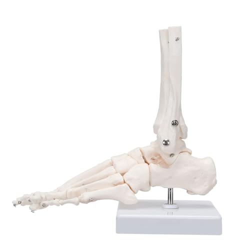Handskelettmodell, lebensgroße Skelett-Nachbildung, zeigt Ulna und Radius für medizinisches Studium, Wissenschaft, Klassenzimmer Handskelettmodell, lebensgroße Skelett-Nachbildung, zeigt Ulna und Radius für medizinisches Studium, Wissenschaft, Klassenzimmer von CHENHOJU