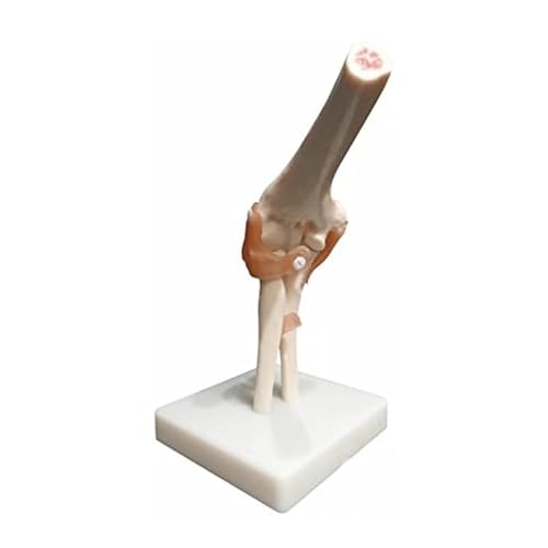 Lebensgroßes Ellenbogengelenk, anatomisches Modell, Skelett, menschliche medizinische Anatomie, voll beweglich für die menschliche Anatomiestudie Lebensgroßes Ellenbogengelenk, anatomisches Modell, Skelett, menschliche medizinische Anatomie, voll beweglich für die menschliche Anatomiestudie von CHENHOJU