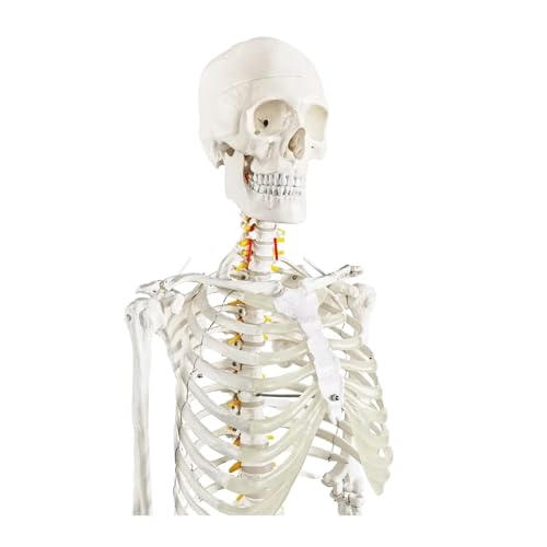 Lebensgroßes Skelettmodell, medizinisches, anatomisches menschliches Skelettmodell mit Rollständer für Medizinstudien und bunte Display-Poster von CHENHOJU