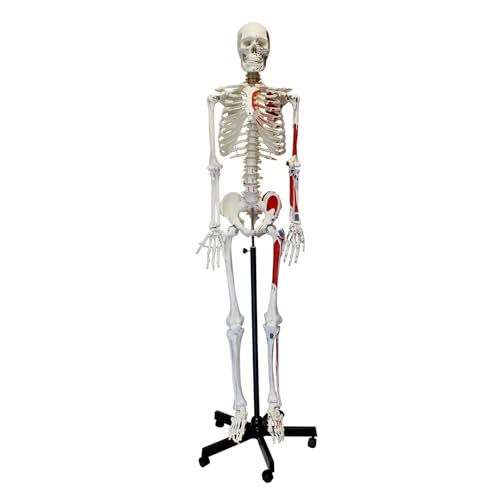 Lebensgroßes Skelettmodell, medizinisches Skelettmodell, menschliches Skelett für Anatomie, Halloween-Dekor von CHENHOJU