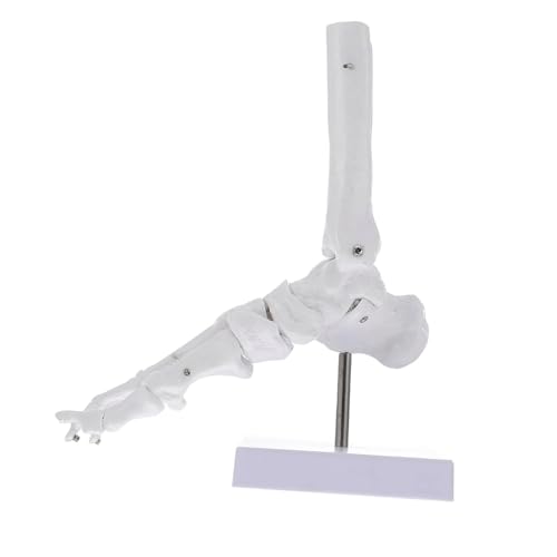 Lehrpuppe for den menschlichen Knöchel, Modell des menschlichen Fußes, Lebensgröße for das Medizinstudium, naturwissenschaftlicher Unterricht Lehrpuppe for den menschlichen Knöchel, Modell des menschlichen Fußes, Lebensgröße for das Medizinstudium, naturwissenschaftlicher Unterricht von CHENHOJU