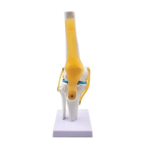 Medizinische Anatomie, voll bewegliches Kniegelenk-Simulationsmodell für Wissenschaft, Klassenzimmer, Studium, Display Medizinische Anatomie, voll bewegliches Kniegelenk-Simulationsmodell für Wissenschaft, Klassenzimmer, Studium, Display von CHENHOJU