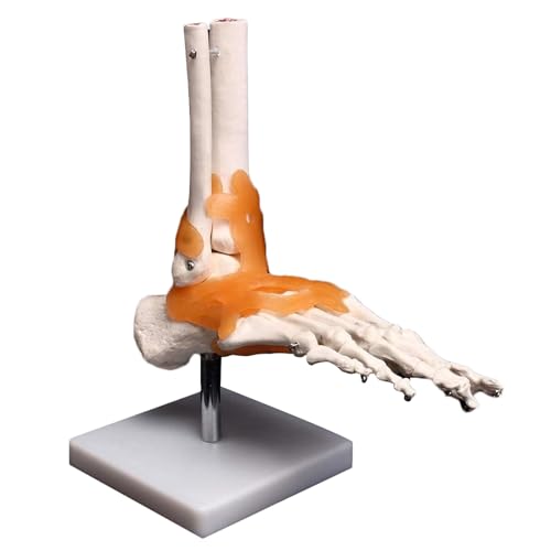 Medizinische Anatomie Fußskelett Modell Knöchelgelenk Anatomisches Skelett Modell mit Metallständer für menschliche Anatomie Studium Medizinische Anatomie Fußskelett Modell Knöchelgelenk Anatomisches Skelett Modell mit Metallständer für menschliche Anatomie Studium von CHENHOJU