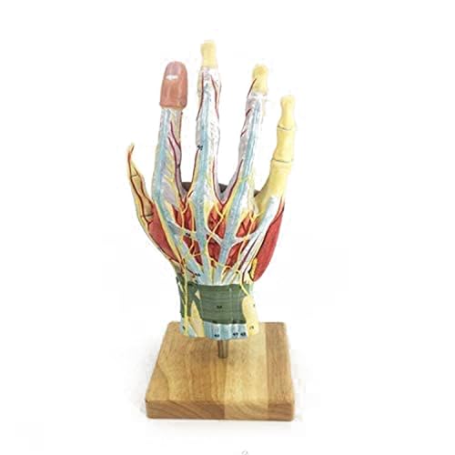 Medizinische Palme Teilanatomie Neurovaskuläres Modell Menschliches Handmodell Handskelett Lehranatomie-Werkzeug von CHENHOJU