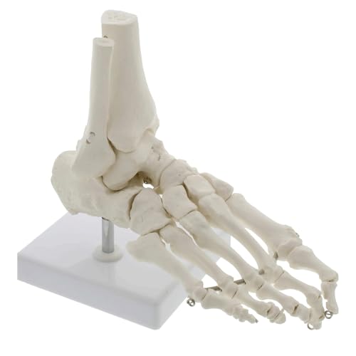 Medizinisches Knöchelmodell, anatomisches Fußmodell, Muskeleinführung und Ursprungspunkte für medizinisches Studium, Wissenschaft, Klassenzimmer Medizinisches Knöchelmodell, anatomisches Fußmodell, Muskeleinführung und Ursprungspunkte für medizinisches Studium, Wissenschaft, Klassenzimmer von CHENHOJU