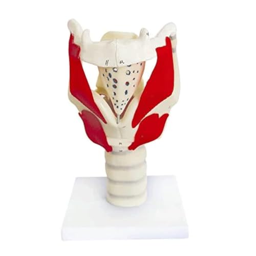 Menschliche Anatomie Hals-Modell, Kehlkopf-Modell, zur Demonstration der Struktur und Funktion von CHENHOJU