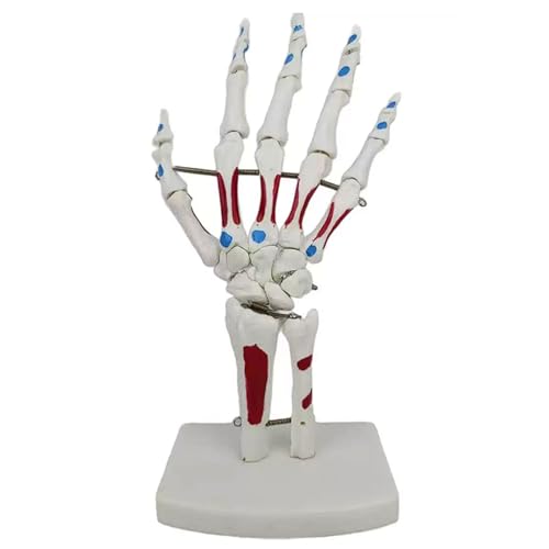 Menschliches 1:1 Handgelenk, Knochen-Skelett, Modell der Hand mit Handgelenk mit Muskeleinsätzen, farbig, flexibel Menschliches 1:1 Handgelenk, Knochen-Skelett, Modell der Hand mit Handgelenk mit Muskeleinsätzen, farbig, flexibel von CHENHOJU