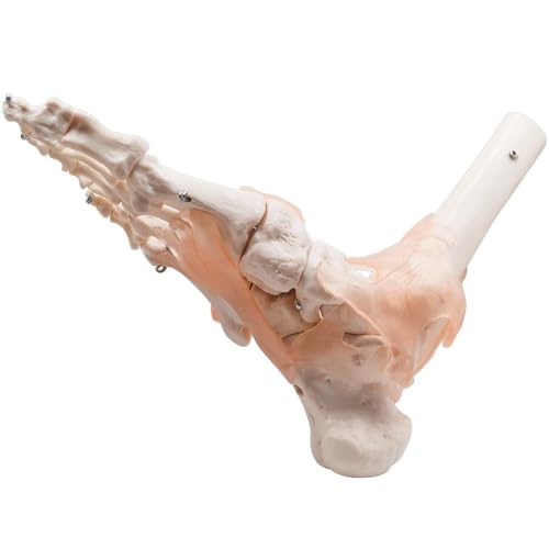 Menschliches Fuß-Knöchelgelenk-Modell, Fußgelenk-Modell mit Band, medizinische Wissenschaft, Lebensgröße für menschliche Anatomie-Studie Menschliches Fuß-Knöchelgelenk-Modell, Fußgelenk-Modell mit Band, medizinische Wissenschaft, Lebensgröße für menschliche Anatomie-Studie von CHENHOJU