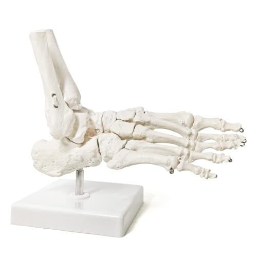 Menschliches Fuß-Skelett-Modell, rechter Fuß und Knöchel mit Tibia-Fibula-Ständer, vollständig für medizinische Skelettsystem-Anatomie Menschliches Fuß-Skelett-Modell, rechter Fuß und Knöchel mit Tibia-Fibula-Ständer, vollständig für medizinische Skelettsystem-Anatomie von CHENHOJU