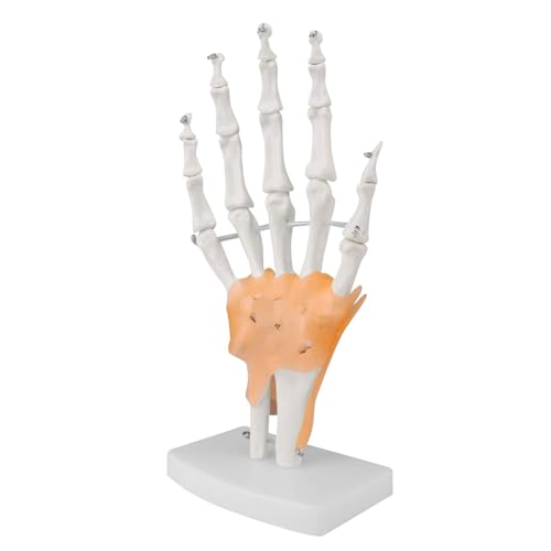 Menschliches Gelenkmodell, 1:1, lebensgroß, Fußknochen, Handknochen, Anatomie-Modell, Skelettunterricht für Patientenerziehung, medizinisches Training (8 x 12 x 25 cm) von CHENHOJU