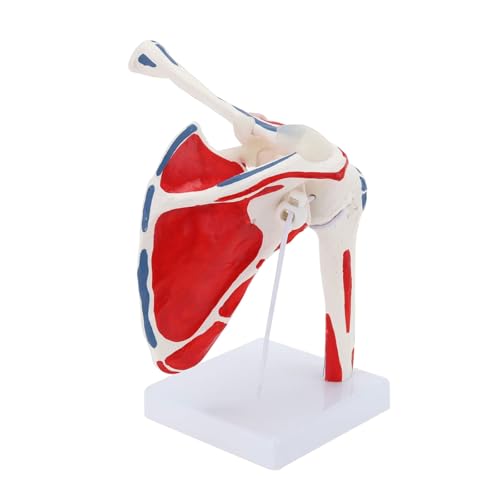 Menschliches Schultergelenk-Modell, Lebensgröße, flexibel, anatomisch genaues Schulter-Skelett-Modell für medizinische Studien Menschliches Schultergelenk-Modell, Lebensgröße, flexibel, anatomisch genaues Schulter-Skelett-Modell für medizinische Studien von CHENHOJU