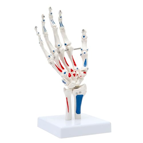 Modell des menschlichen Schultergelenks, genaues Schulterskelettmodell in Lebensgröße, anatomisch flexibel for das Studium der menschlichen Anatomie Modell des menschlichen Schultergelenks, genaues Schulterskelettmodell in Lebensgröße, anatomisch flexibel for das Studium der menschlichen Anatomie von CHENHOJU