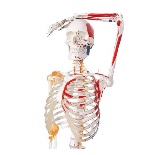 Menschliches Skelett Modell, Medizinische Anatomische Lebensgröße Skelett Nachbildung mit Wirbelsäulennerven, Muskeleinführung für Ärzte Studenten von CHENHOJU