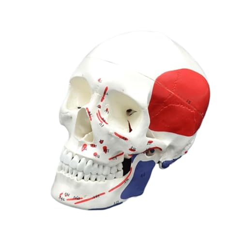 Menschliches Skelett Modell Beweglicher Schädel Anatomie Modell 1:1 Lebensgroßer Schädel für Studium Unterricht Interaktiv, Kunstmalerei Menschliches Skelett Modell Beweglicher Schädel Anatomie Modell 1:1 Lebensgroßer Schädel für Studium Unterricht Interaktiv, Kunstmalerei von CHENHOJU
