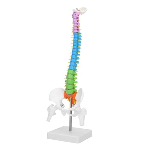 Menschliches Skelettmodell, 45 cm, flexibel, buntes Wirbelsäulenmodell mit Becken, Femur, menschliche Anatomie für medizinische Knochen-Setzübungen von CHENHOJU
