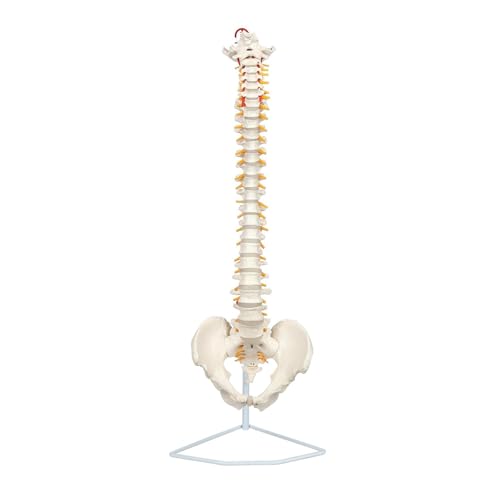Menschliches Skelettmodell, 86,4 cm, lebensgroßes Wirbelsäulenmodell mit Nervenwirbel, männliches Becken, Skelett, Anatomie für Wissenschaftsunterricht von CHENHOJU