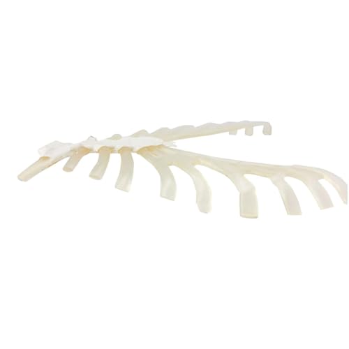 Menschliches Skelettmodell, verstreutes Knochenmodell, Rippenknorpel des Brustbeins for relevante Wissensforschung und Lernen Menschliches Skelettmodell, verstreutes Knochenmodell, Rippenknorpel des Brustbeins for relevante Wissensforschung und Lernen von CHENHOJU