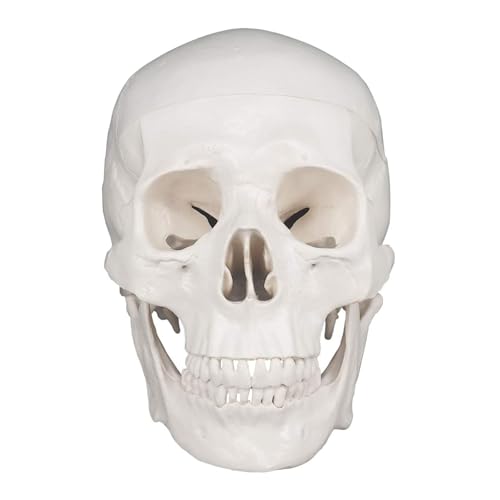 Schädel Anatomie Exemplar Lebensgröße Menschliches Schädel Modell Anatomie Modell Abnehmbares menschliches Skelett für Medizinstudenten Studium Schädel Anatomie Exemplar Lebensgröße Menschliches Schädel Modell Anatomie Modell Abnehmbares menschliches Skelett für Medizinstudenten Studium von CHENHOJU