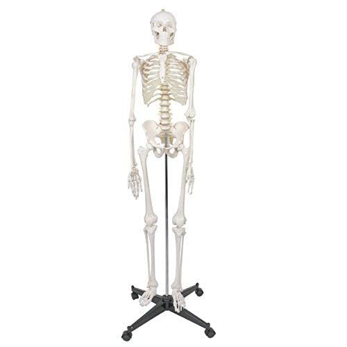 Scientific Anatomy Menschlicher Körper Modell 179.8 cm Menschliche Anatomie Skelett Modell mit Ständer für Studium von CHENHOJU
