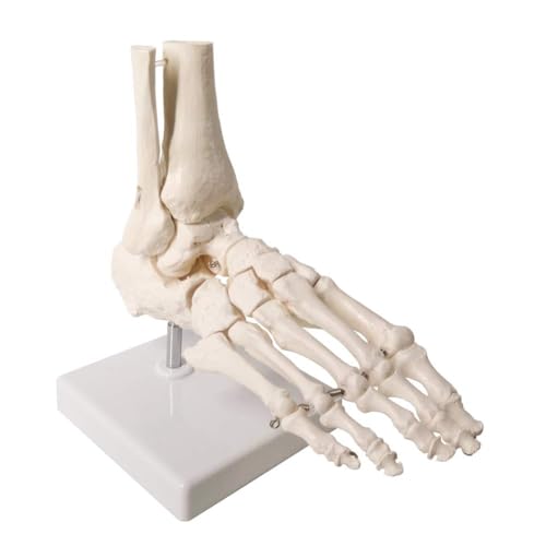 Scientific Menschliches Fuß- und Knöchelmodell, menschliches Skelettmodell mit Tibia-Fibel, rechts für Medizinstudium & Wissenschafts-Klassenzimmer Scientific Menschliches Fuß- und Knöchelmodell, menschliches Skelettmodell mit Tibia-Fibel, rechts für Medizinstudium & Wissenschafts-Klassenzimmer von CHENHOJU