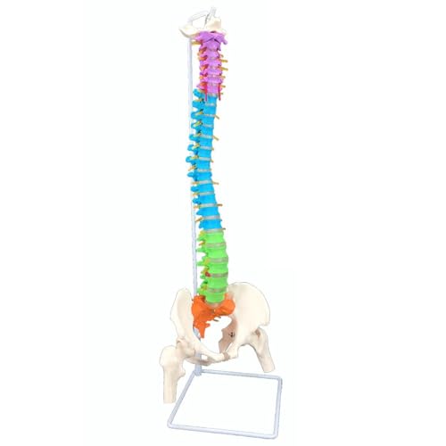 Skelett-Modell 1:1, Lebensgröße, Farbe, menschliches Wirbelsäulennervmodell, hängend, 86,4 cm, flexibler Rücken mit Ständer für Büroanatomie Skelett-Modell 1:1, Lebensgröße, Farbe, menschliches Wirbelsäulennervmodell, hängend, 86,4 cm, flexibler Rücken mit Ständer für Büroanatomie von CHENHOJU