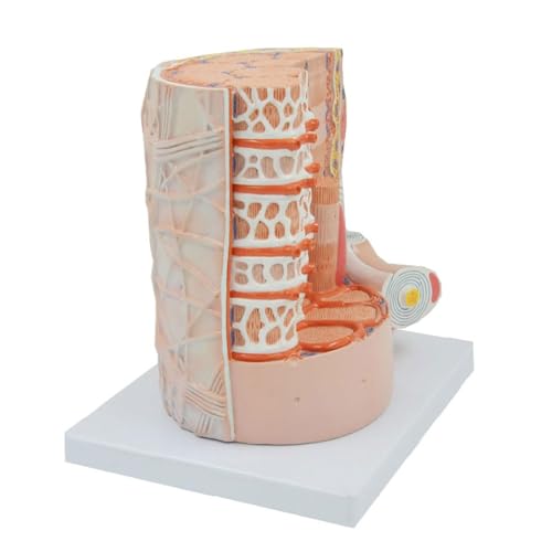 Skelett-Muskelfaser, vergrößertes Modell, medizinisches anatomisches Modell für Wissenschaft, Klassenzimmer, Studium, Display Skelett-Muskelfaser, vergrößertes Modell, medizinisches anatomisches Modell für Wissenschaft, Klassenzimmer, Studium, Display von CHENHOJU