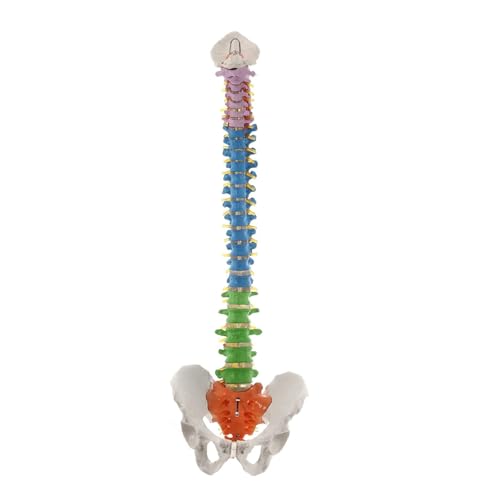 Anatomisches Wirbelsäulenmodell, 85 cm, mit Halterung, Schultermodell for das Medizinstudium, naturwissenschaftliches Klassenzimmer Anatomisches Wirbelsäulenmodell, 85 cm, mit Halterung, Schultermodell for das Medizinstudium, naturwissenschaftliches Klassenzimmer von CHENHOJU