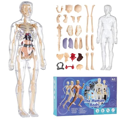 29 Stück Clear Human Body Structure Model, Transparentes Menschliches Körpermodell, 3D-Anatomie-Figurenset – Abnehmbare Organe, Knochen, 2025 Neues Menschliches Körpermodell für Kinder (A) von CHENRI