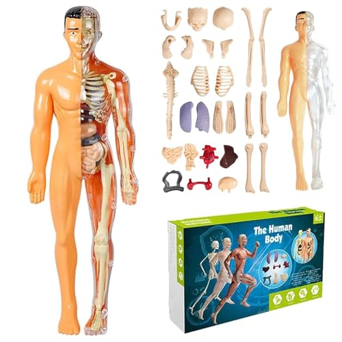 29 Stück Clear Human Body Structure Model, Transparentes Menschliches Körpermodell, 3D-Anatomie-Figurenset – Abnehmbare Organe, Knochen, 2025 Neues Menschliches Körpermodell für Kinder (B) von CHENRI