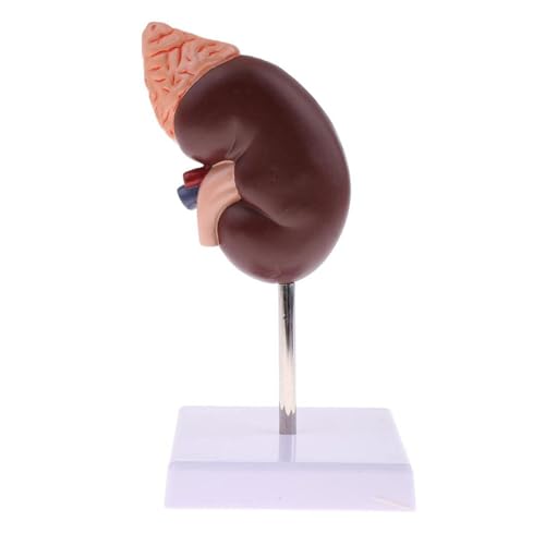 Cheotime Scientific Nieren -Anatomie -Modell, 2 Teil menschlicher Organ Display mit 24 Markern farbcodiertes Bildungsinstrument für medizinische Studien und Demonstration von CHEOTIME