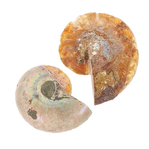CHICAMPERA 2 Stück Teiliges Ammoniten Opalisierende Paläontologie dekoration Naturgetreue Schmuck Lehrproben für und Sammlung CHICAMPERA 2 Stück Teiliges Ammoniten Opalisierende Paläontologie dekoration Naturgetreue Schmuck Lehrproben für und Sammlung von CHICAMPERA